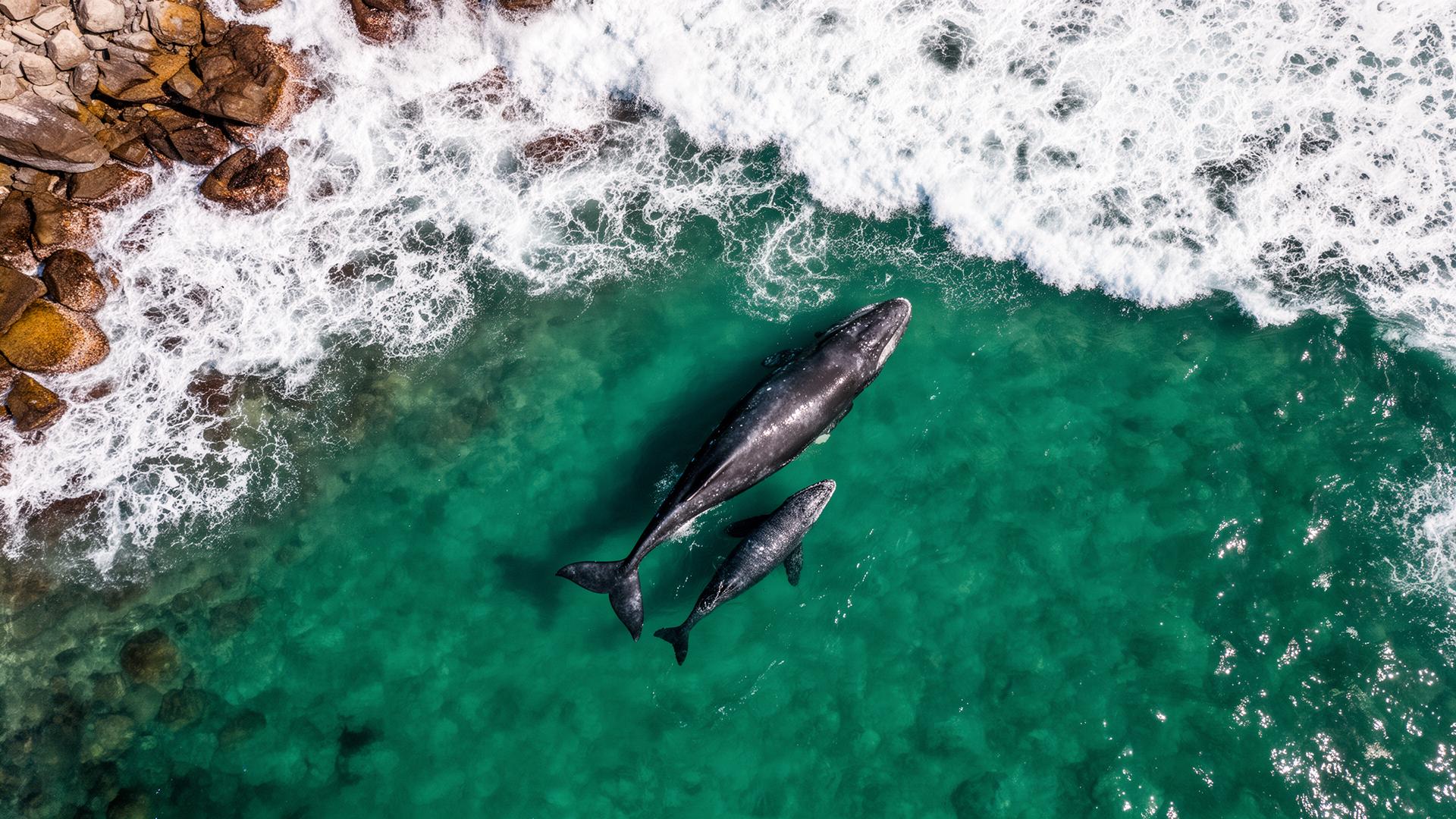 Southern Right whales from the air over Walker Bay