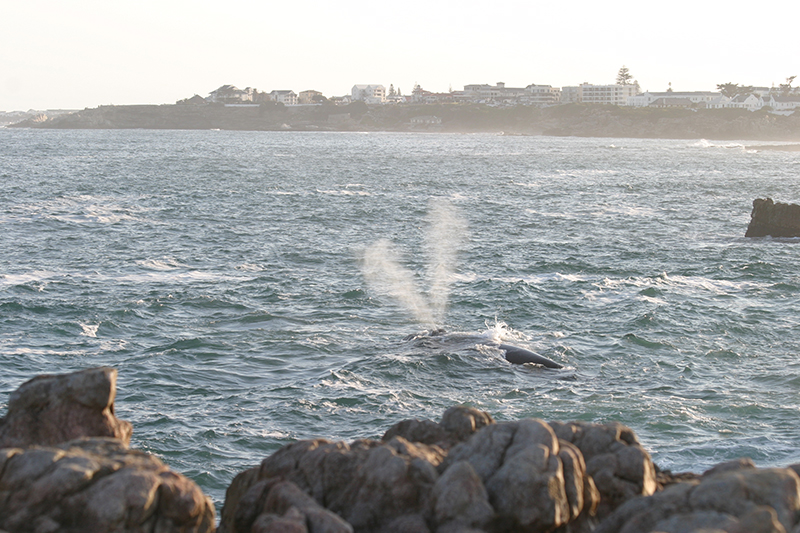 Whales in season · June–November